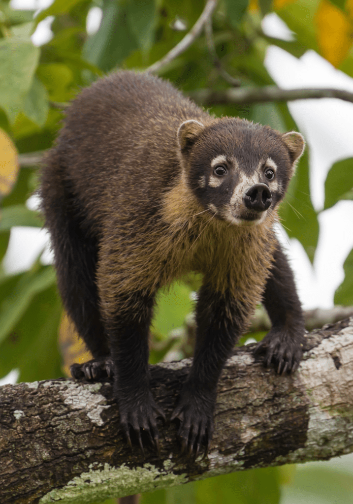 corcovado national park