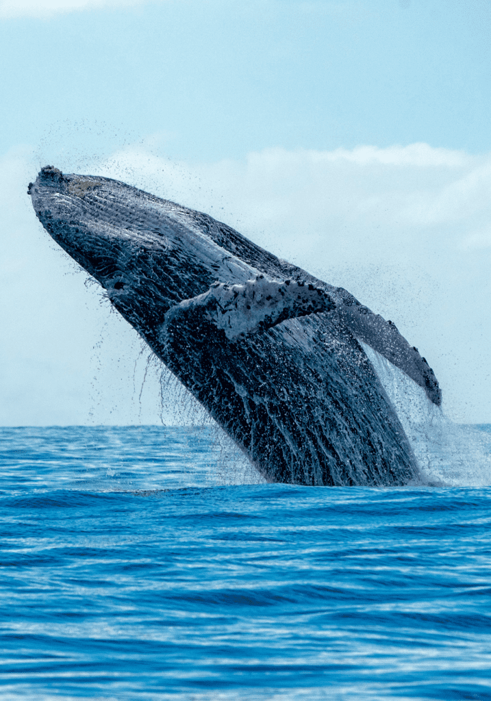 whale and dolphin tour drake bay